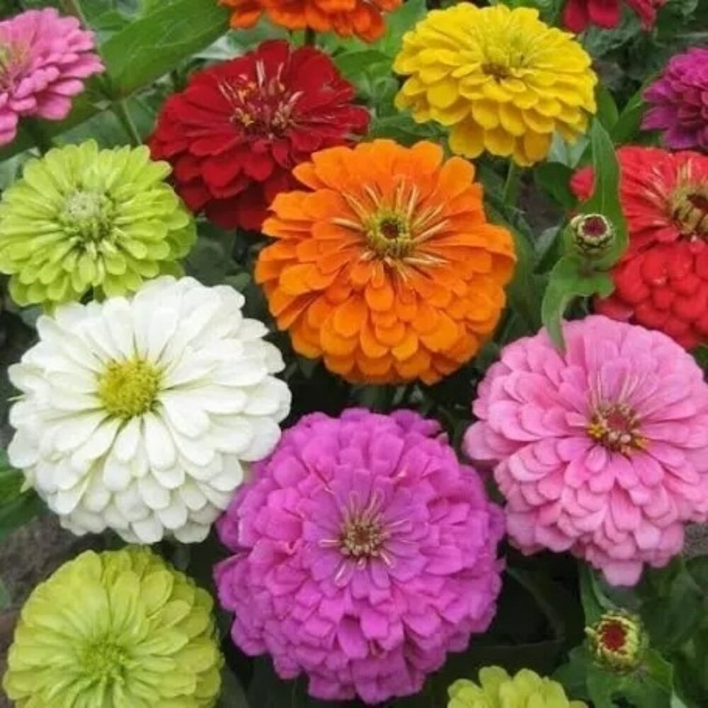 Zinnia Super Yoga Mixed Seeds 150+ Count